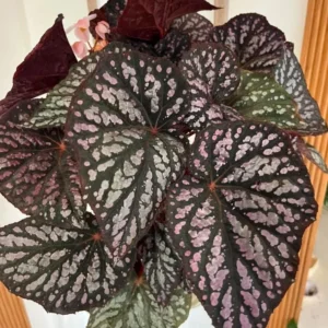 Begonia Rex Betsy – Live plant – 2-5 inches tall – 2-inch pot – Indoor - Image 7