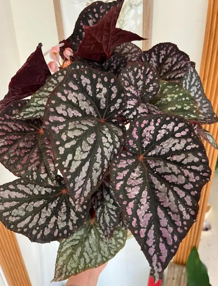 Begonia Rex Betsy – Live plant – 2-5 inches tall – 2-inch pot – Indoor - Image 7