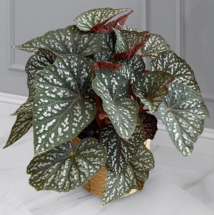 Begonia Rex Betsy – Live plant – 2-5 inches tall – 2-inch pot – Indoor - Image 1