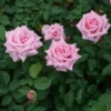Belinda's Dream Rose – Live Plant – Outdoor – 4 Inch Tall – Pink - Image 1