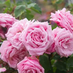 Belinda's Dream Rose – Live Plant – Outdoor – 4 Inch Tall – Pink - Image 3
