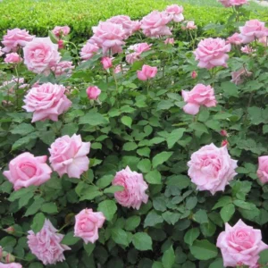 Belinda's Dream Rose – Live Plant – Outdoor – 4 Inch Tall – Pink - Image 4