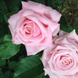 Belinda's Dream Rose – Live Plant – Outdoor – 4 Inch Tall – Pink - Image 5