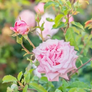 Belinda's Dream Rose – Live Plant – Outdoor – 4 Inch Tall – Pink - Image 6