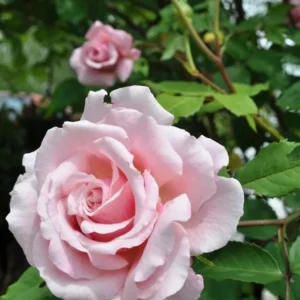 Belinda's Dream Rose – Live Plant – Outdoor – 4 Inch Tall – Pink - Image 7
