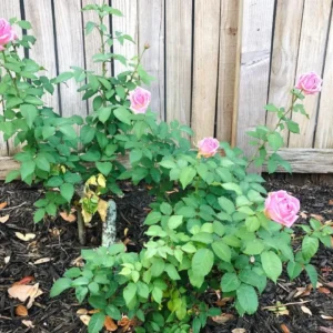 Belinda's Dream Rose – Live Plant – Outdoor – 4 Inch Tall – Pink - Image 8