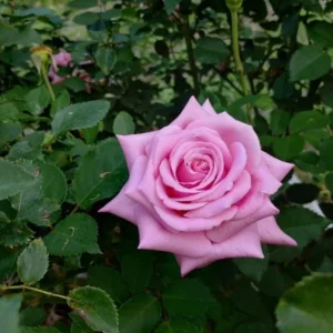 Belinda's Dream Rose – Live Plant – Outdoor – 4 Inch Tall – Pink - Image 9