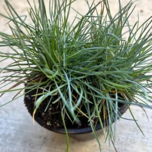 Blue Fescue Grass Live Plant – Ornamental Grass – 4 Inch Pot – Indoor/Outdoor - Image 2