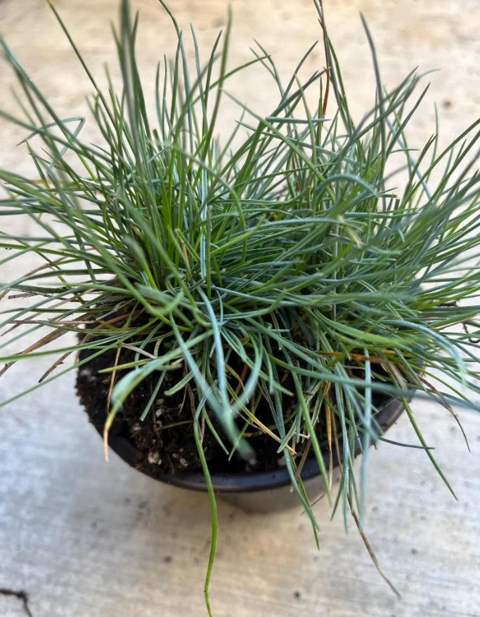 Blue Fescue Grass Live Plant – Ornamental Grass – 4 Inch Pot – Indoor/Outdoor - Image 2
