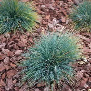 Blue Fescue Grass Live Plant – Ornamental Grass – 4 Inch Pot – Indoor/Outdoor - Image 3