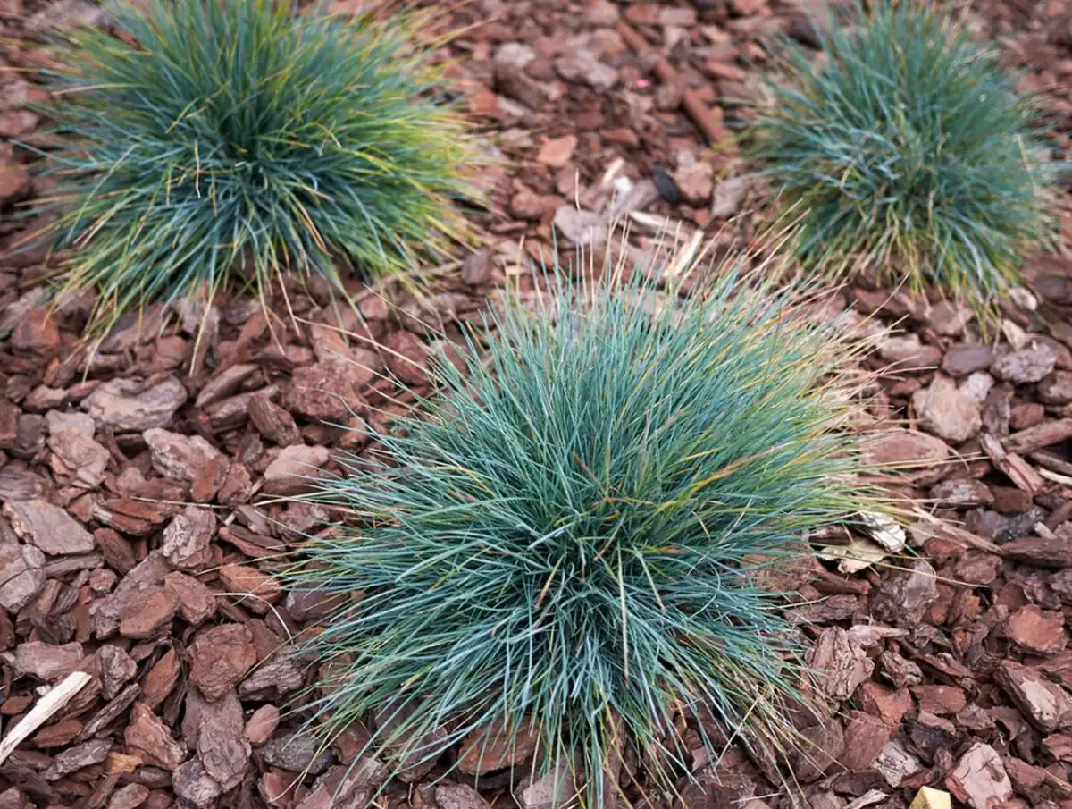 Blue Fescue Grass Live Plant – Ornamental Grass – 4 Inch Pot – Indoor/Outdoor - Image 3