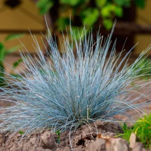 Blue Fescue Grass Live Plant – Ornamental Grass – 4 Inch Pot – Indoor/Outdoor - Image 4