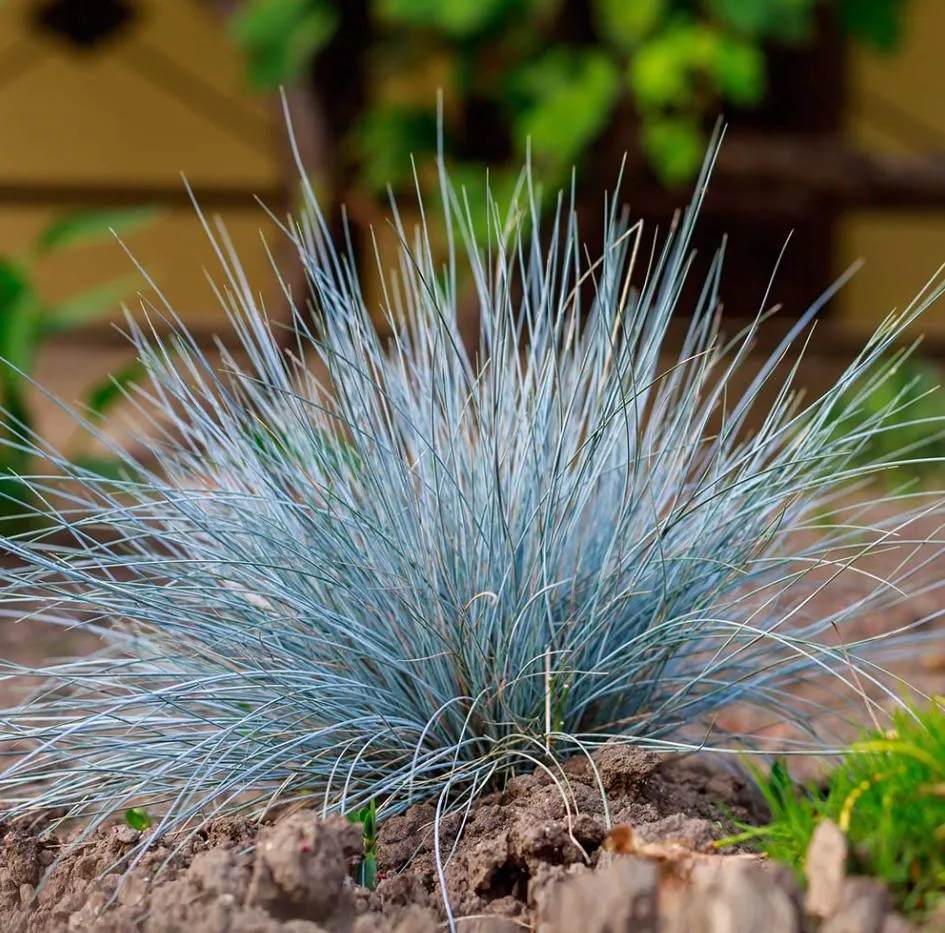Blue Fescue Grass Live Plant – Ornamental Grass – 4 Inch Pot – Indoor/Outdoor - Image 4