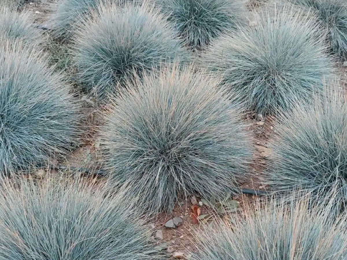 Blue Fescue Grass Live Plant – Ornamental Grass – 4 Inch Pot – Indoor/Outdoor - Image 1
