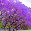Blue Jacaranda Tree Live Plant – Jacaranda Mimosifolia – 8-10 Inch Tall – Outdoor - Image 1