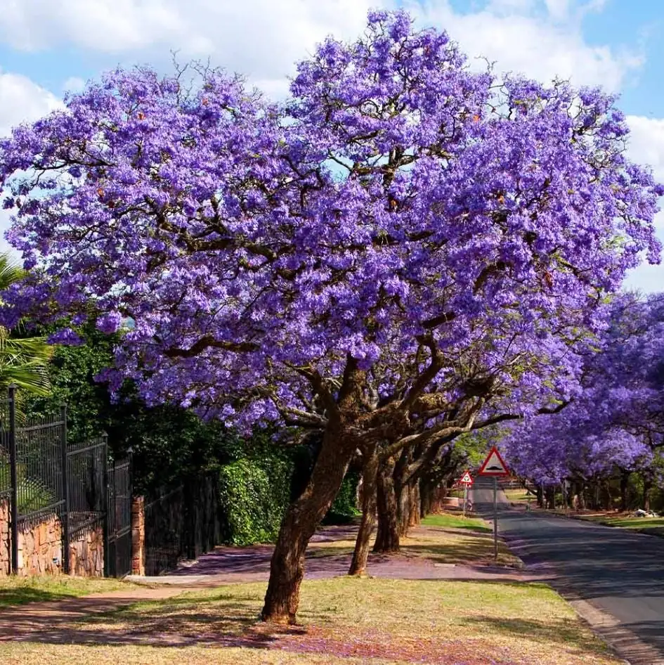 Blue Jacaranda Tree Live Plant – Jacaranda Mimosifolia – 8-10 Inch Tall – Outdoor - Image 2