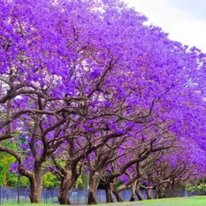 Blue Jacaranda Tree Live Plant – Jacaranda Mimosifolia – 8-10 Inch Tall – Outdoor - Image 1