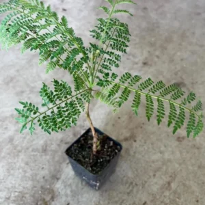 Blue Jacaranda Tree Live Plant – Jacaranda Mimosifolia – 8-10 Inch Tall – Outdoor - Image 4