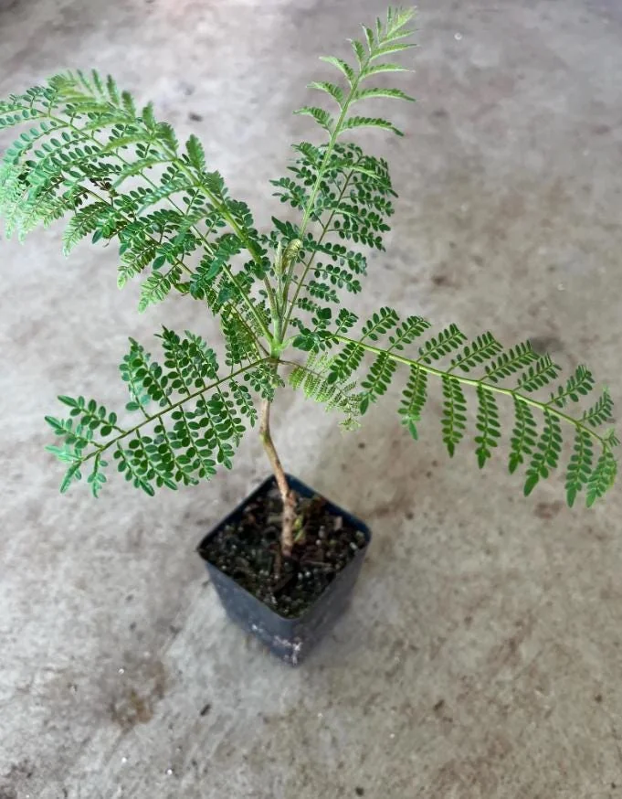 Blue Jacaranda Tree Live Plant – Jacaranda Mimosifolia – Outdoor – 8-10 Inch Tall - Image 4