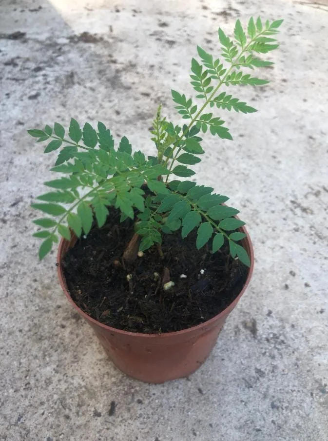 Blue Jacaranda Tree Live Plant – Jacaranda Mimosifolia – Outdoor – 8-10 Inch Tall - Image 5