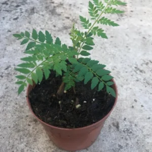 Blue Jacaranda Tree Live Plant – Jacaranda Mimosifolia – 8-10 Inch Tall – Outdoor - Image 5