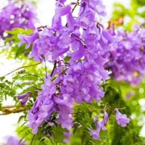 Blue Jacaranda Tree Live Plant – Jacaranda Mimosifolia – 8-10 Inch Tall – Outdoor - Image 6