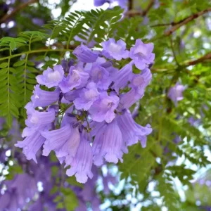 Blue Jacaranda Tree Live Plant – Jacaranda Mimosifolia – Outdoor – 8-10 Inch Tall - Image 6
