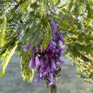 Blue Jacaranda Tree Live Plant – Jacaranda Mimosifolia – Outdoor – 8-10 Inch Tall - Image 7