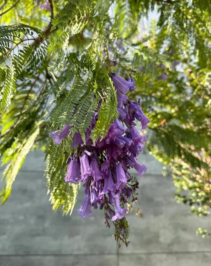 Blue Jacaranda Tree Live Plant – Jacaranda Mimosifolia – Outdoor – 8-10 Inch Tall - Image 7