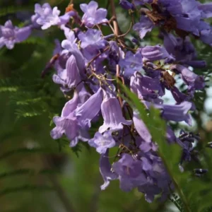Blue Jacaranda Tree Live Plant – Jacaranda Mimosifolia – 8-10 Inch Tall – Outdoor - Image 8