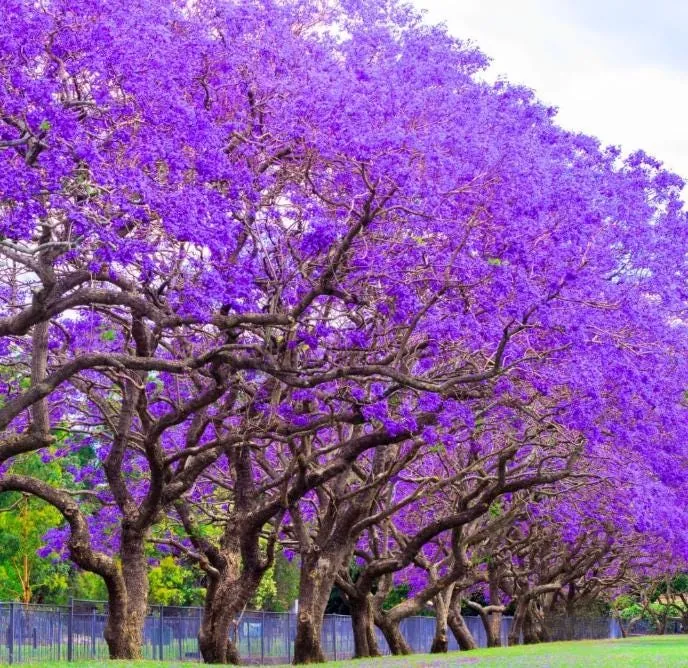 Blue Jacaranda Tree Live Plant – Jacaranda Mimosifolia – 8-10 Inch Tall – Outdoor - Image 1