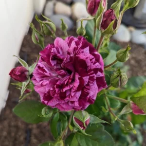 Burlesque Red Purple Rose Plant – Live plant – Climbing rose – 4-7 inches tall – Outdoor - Image 2