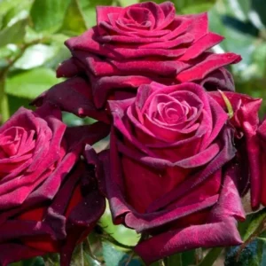 Burlesque Red Purple Rose Plant – Live plant – Climbing rose – 4-7 inches tall – Outdoor - Image 3