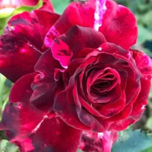 Burlesque Red Purple Rose Plant – Live plant – Climbing rose – 4-7 inches tall – Outdoor - Image 1