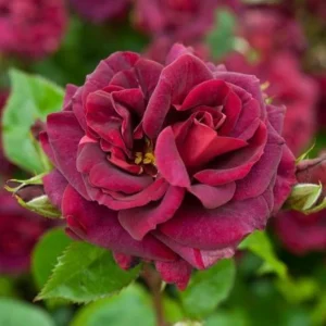 Burlesque Red Purple Rose Plant – Live plant – Climbing rose – 4-7 inches tall – Outdoor - Image 4