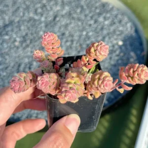 Sedum Versadense Korean Succulent Plant 2 Inch Pot for Home Office Garden Decor