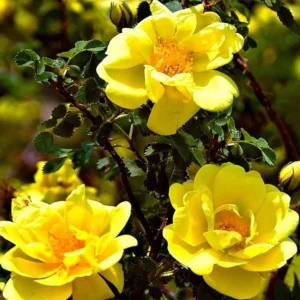 Yellow Climbing Rose Bush – Live Plant – 4 to 10 Inches Tall – Outdoor - Image 4