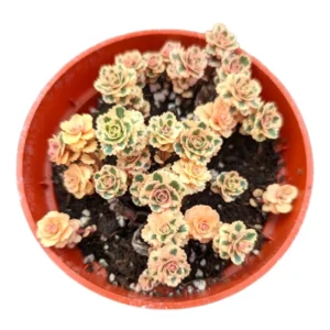 Sedum Takesimense Atlantis™ Variegated Succulent Live Plant 2 Inch for Garden
