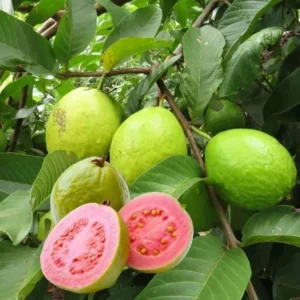 Pink Guava Tree Live Plant – Psidium guajava – 8 to 10 Inches Tall – 4 Inch Pot – Outdoor - Image 1