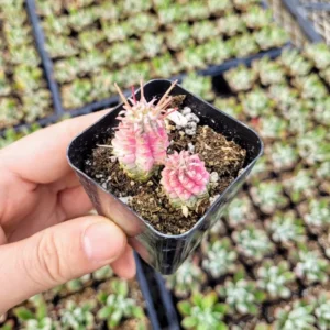 Variegated Corn Cob Cactus Euphorbia Mammillaris Cactus Plant 2 Inch Pot for Garden