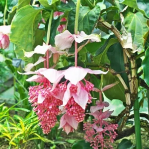 4 Medinilla Plants – Live plant – Indoor – Exotic flowering houseplant - Image 1