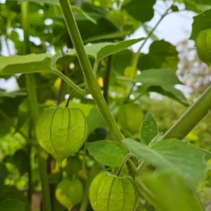 Cape Gooseberry Live Plant – Golden Berry – Outdoor – 8-10 Inch Tall – 4 Inch Pot - Image 10