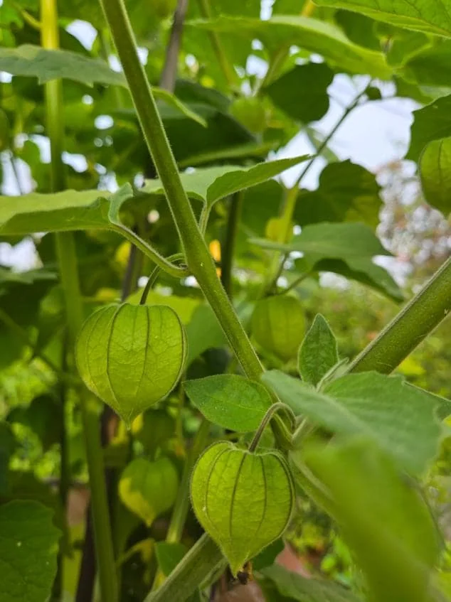 Cape Gooseberry Live Plant – Golden Berry – Outdoor – 8-10 Inch Tall – 4 Inch Pot - Image 10