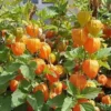 Cape Gooseberry Live Plant – Golden Berry – Outdoor – 8-10 Inch Tall – 4 Inch Pot - Image 1