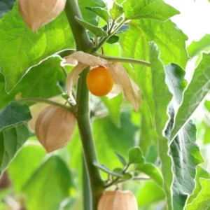 Cape Gooseberry Live Plant – Golden Berry – Outdoor – 8-10 Inch Tall – 4 Inch Pot - Image 3