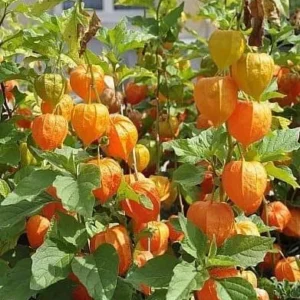 Cape Gooseberry Live Plant – Golden Berry – Outdoor – 8-10 Inch Tall – 4 Inch Pot - Image 1