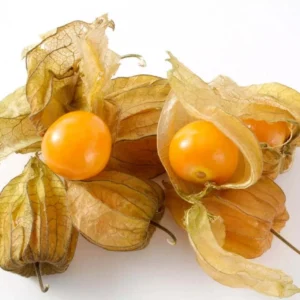 Cape Gooseberry Live Plant – Golden Berry – Outdoor – 8-10 Inch Tall – 4 Inch Pot - Image 5