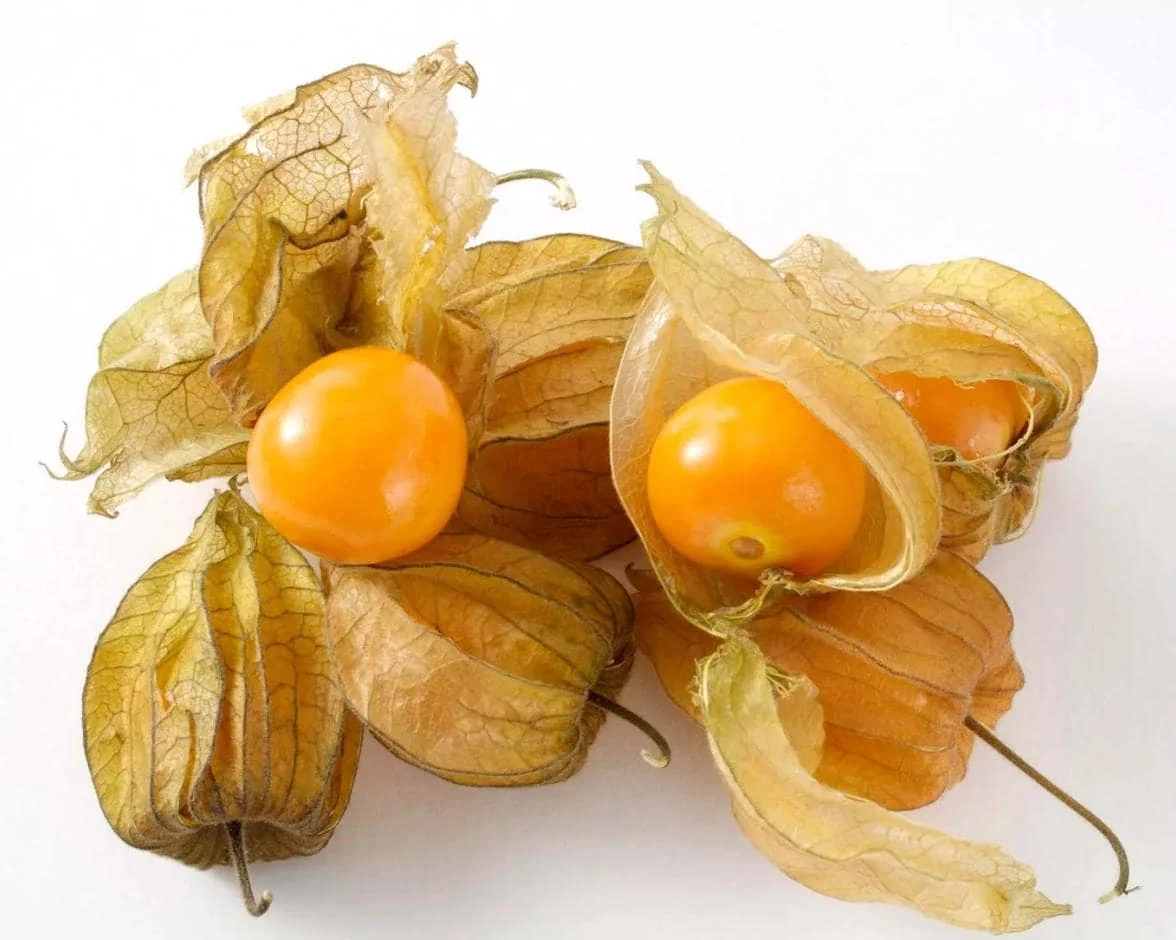 Cape Gooseberry Live Plant – Golden Berry – Outdoor – 8-10 Inch Tall – 4 Inch Pot - Image 5