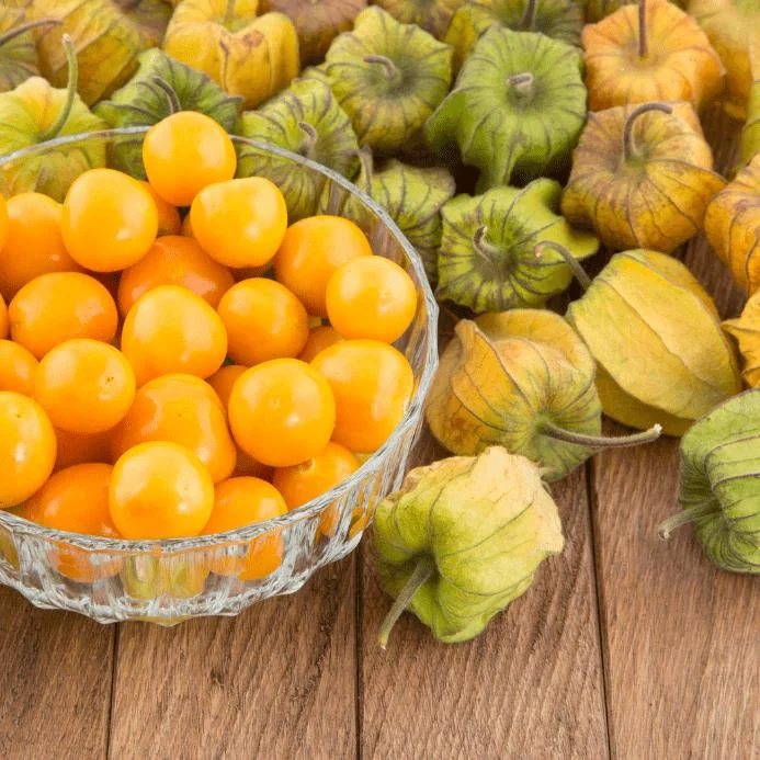 Cape Gooseberry Live Plant – Golden Berry – Outdoor – 8-10 Inch Tall – 4 Inch Pot - Image 6