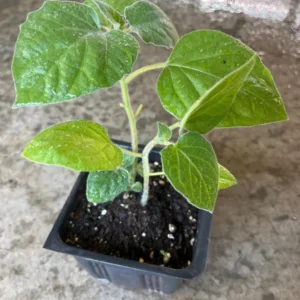 Cape Gooseberry Live Plant – Golden Berry – Outdoor – 8-10 Inch Tall – 4 Inch Pot - Image 7